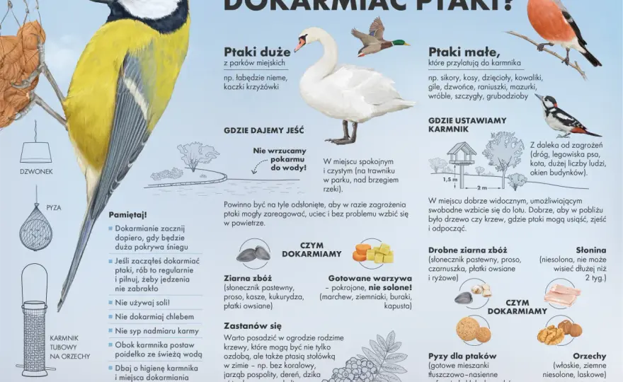 Dlaczego myśliwi dokarmiają zwierzęta? Poznaj fakty i mity
