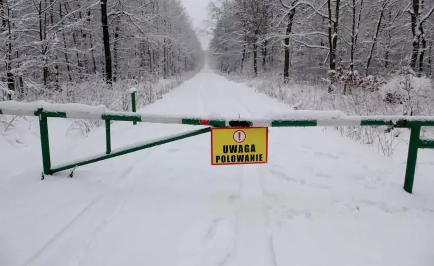 Czy myśliwy płaci za dzika? Odstrzał planowy vs sanitarny