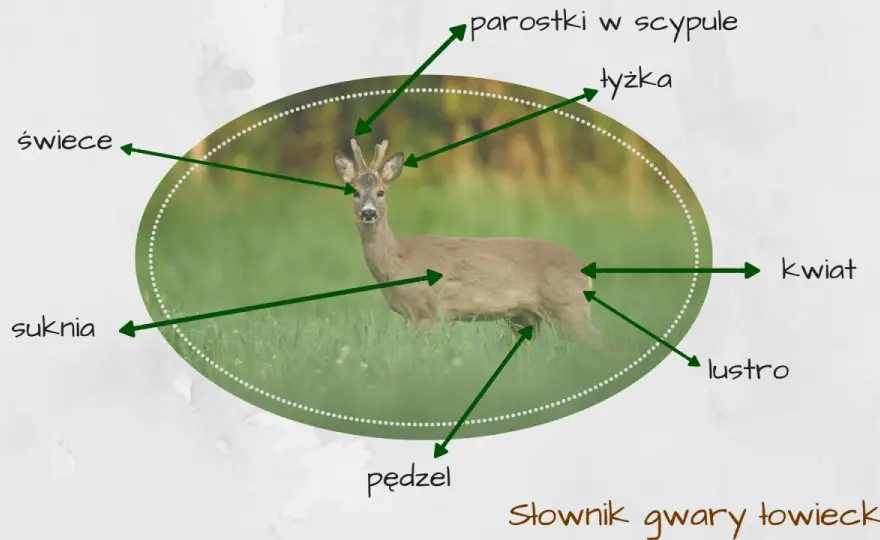 Gwara łowiecka sarny: Poznaj tajniki języka myśliwych