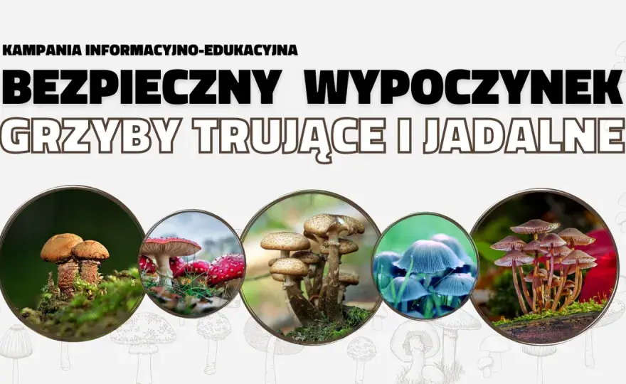 Grzybobranie: Bezpieczny poradnik survivalowy. Jadalne czy trujące?