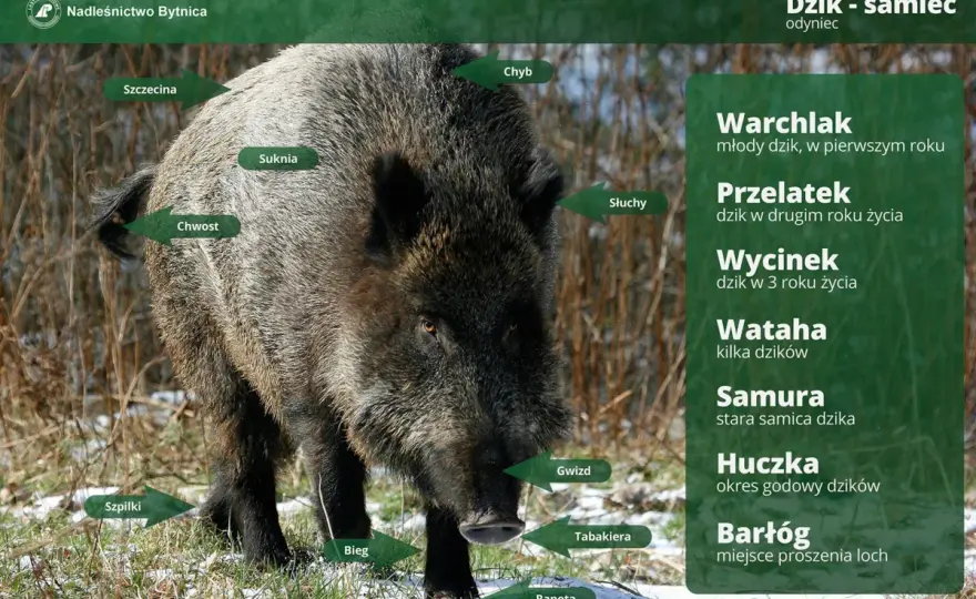 Warchlak, przelatek, odyniec: Poznaj nazwy dzików w gwarze łowieckiej