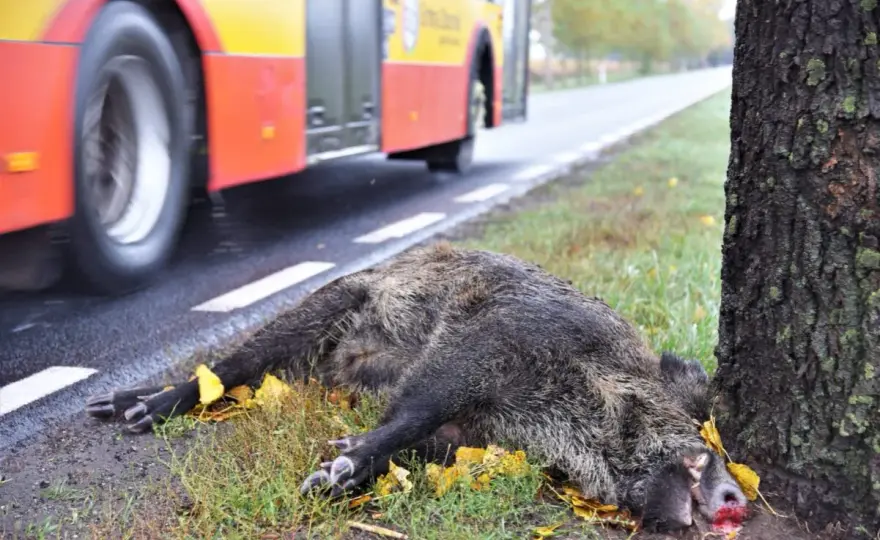 Myśliwy i padlina na drodze: Kto odpowiada? Sprawdź przepisy