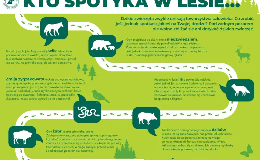Gdzie i kiedy polują? Jak bezpiecznie wędrować po lesie