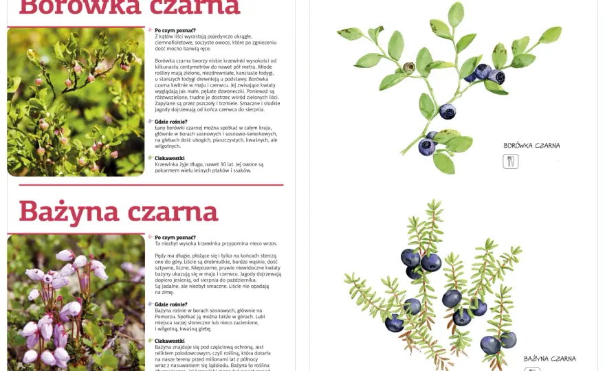 Owoce leśne: Przewodnik po jadalnych i trujących. Zbieraj świadomie!