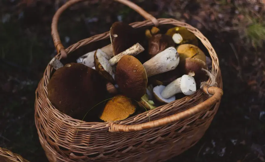 Kiedy wychodzą grzyby w lesie? Tajniki pogody i kalendarz