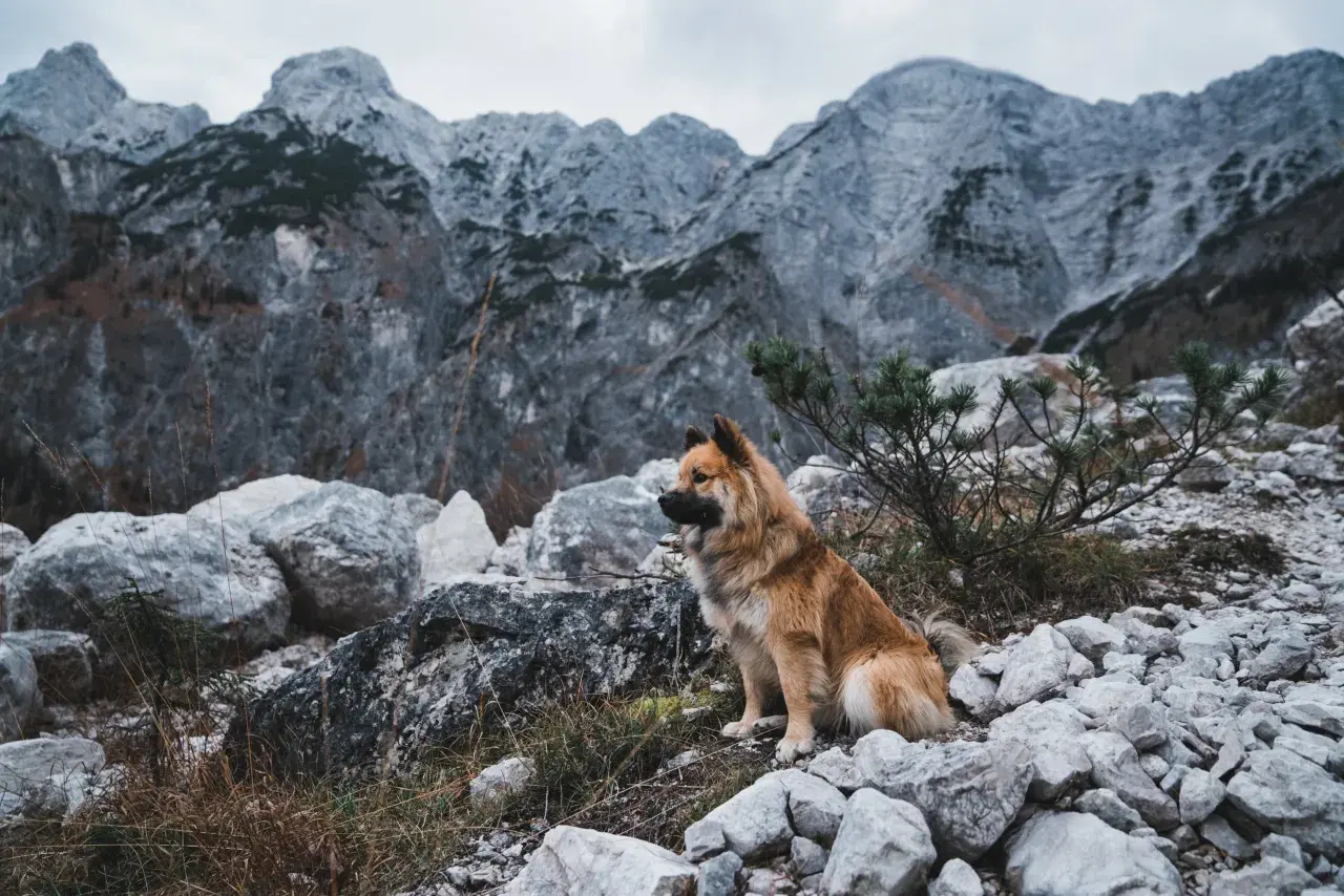 Pies siedzi na kamienistym szlaku w górach.