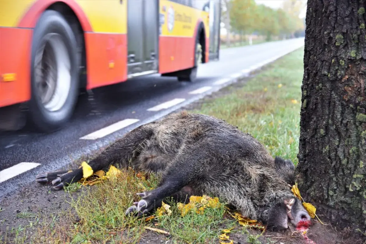 Padły dzik leży przy drodze, obok drzewa. Czy myśliwy może sprzątać z drogi padłą zwierzynę? Autobus przejeżdża obok.