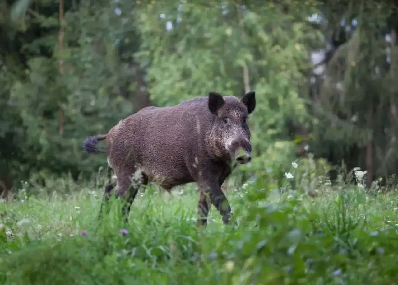 Dziki odyn w lesie, symbol tego, jak myśliwy dba o zwierzyne, chroniąc jej naturalne środowisko.