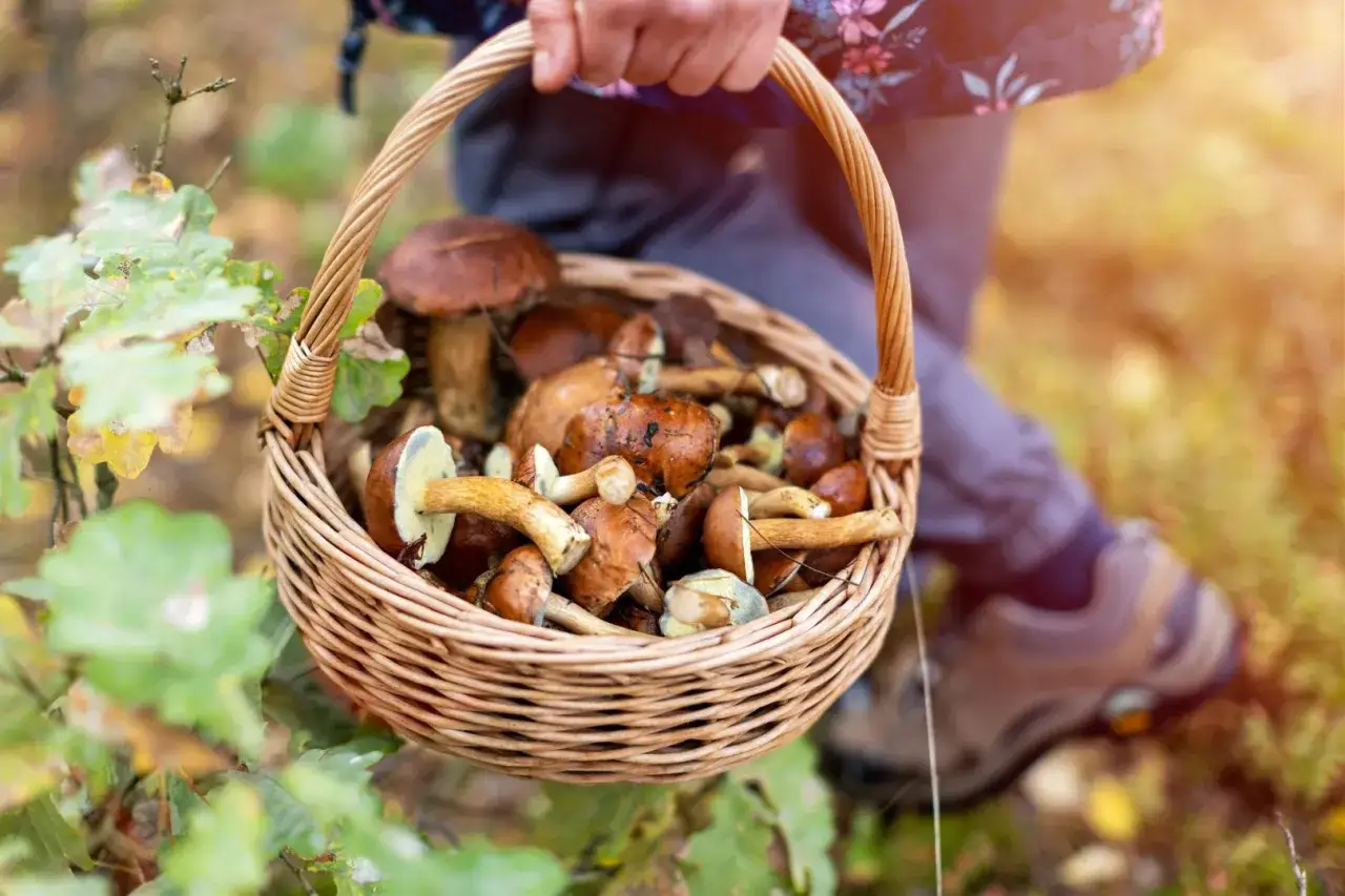 Rozpoznawanie grzyb&oacute;w jadalnych i trujących