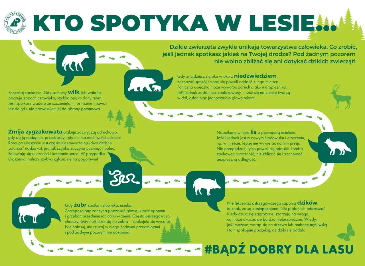 Jak sprawdzić kiedy myśliwi polują? Grafika pokazuje zwierzęta leśne i jak się zachować przy spotkaniu. #BądźDobryDlaLasu