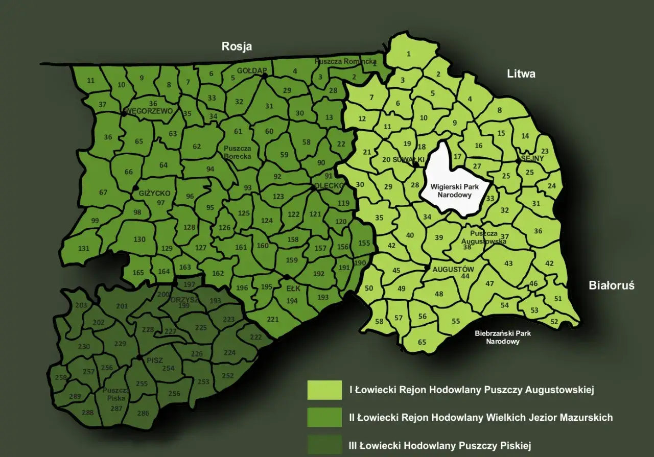Mapa obszarów łowieckich, gdzie myśliwy może polować. Widać podział na rejony hodowlane Puszczy Augustowskiej, Wielkich Jezior Mazurskich i Puszczy Piskiej.