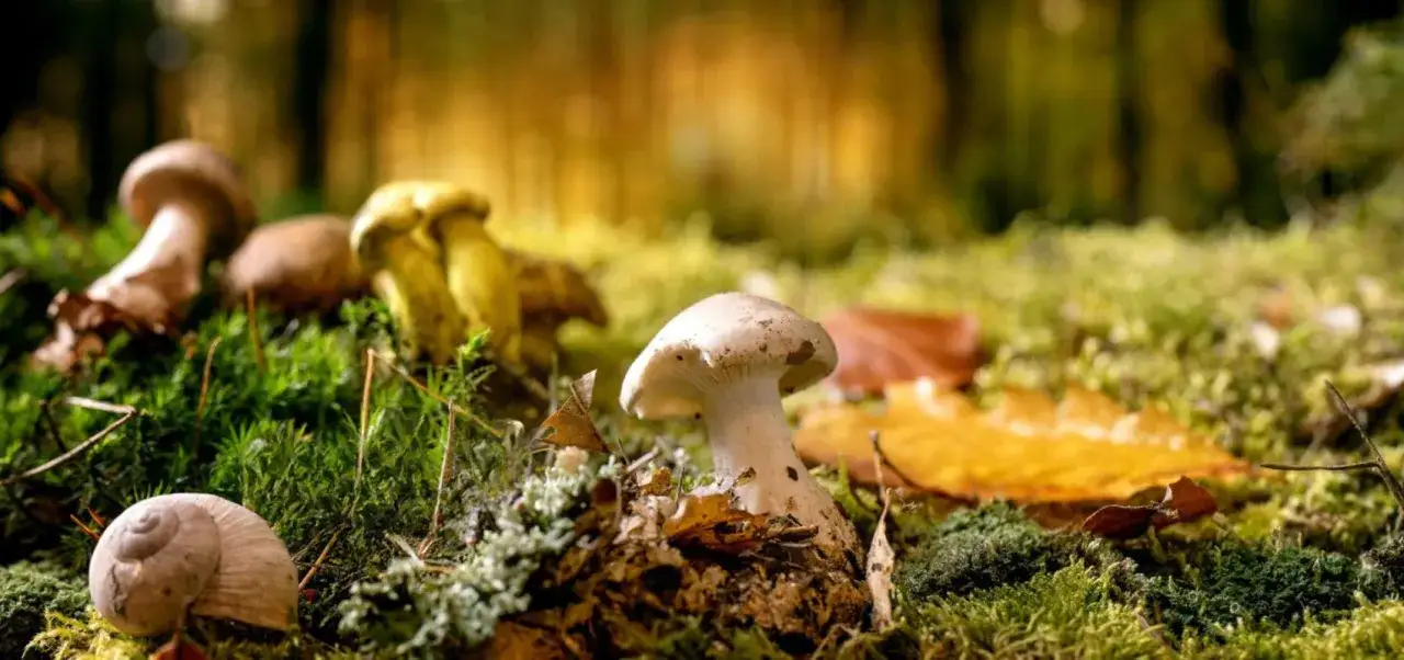 Zwierzęta jedzące trujące grzyby