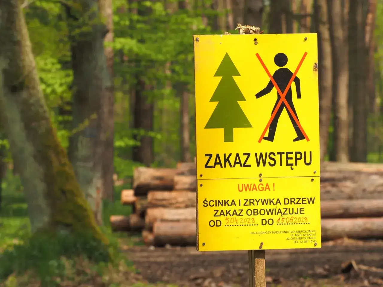 Żółty znak zakazu wstępu w lesie. Informuje, że ścinka drzew i zrywka obowiązuje od 5.04.2023 do 15.06.2023. To ważna informacja, jak sprawdzić kiedy myśliwi polują, bo wtedy też może być zakaz wstępu.