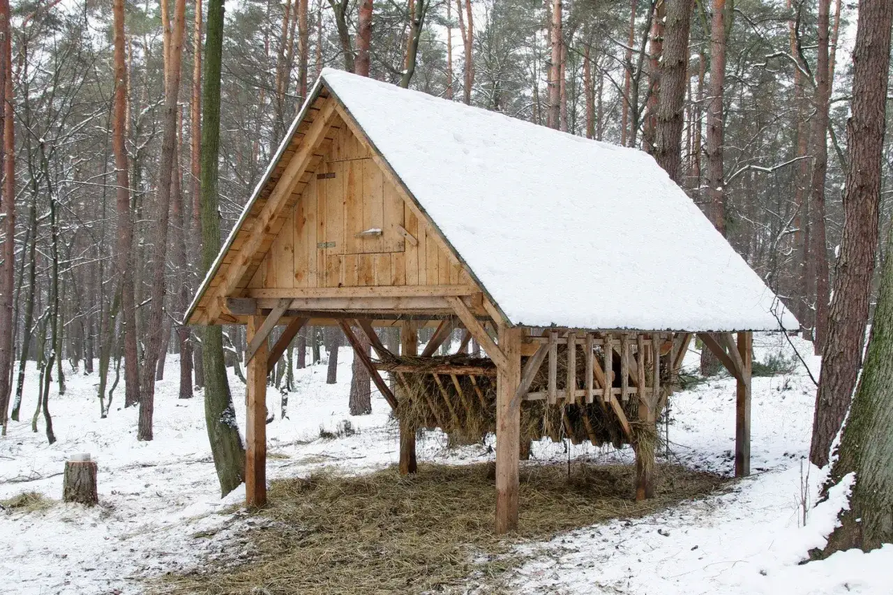 Zima w lesie śnieg mr&oacute;z zwierzęta
