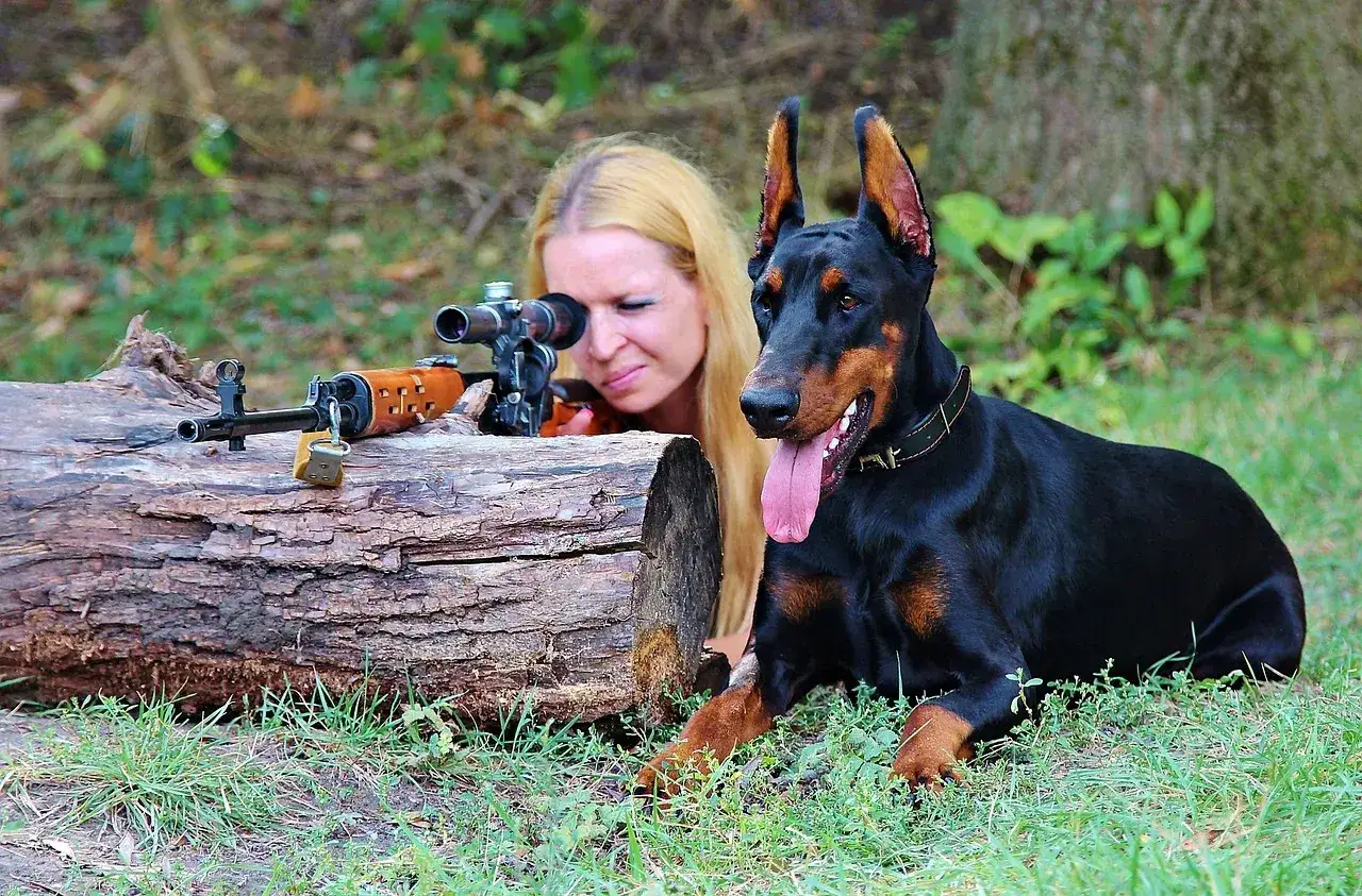 Kobieta z karabinem i dobermanem. Czy myśliwy może sam polować? Pies czeka cierpliwie.