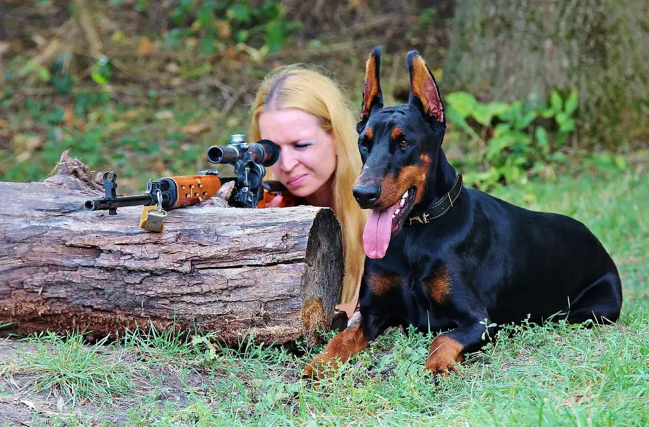 Kobieta z karabinem i pies Doberman leżą na trawie. Pies czeka, jak powinien przemieszczać się myśliwy.