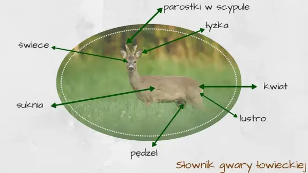 Sarna w trawie, z zaznaczonymi częściami ciała: "świece", "suknia", "parostki w scypule", "łyżka", "kwiat", "lustro", "pędzel". Tak nazywają myśliwi sarny.